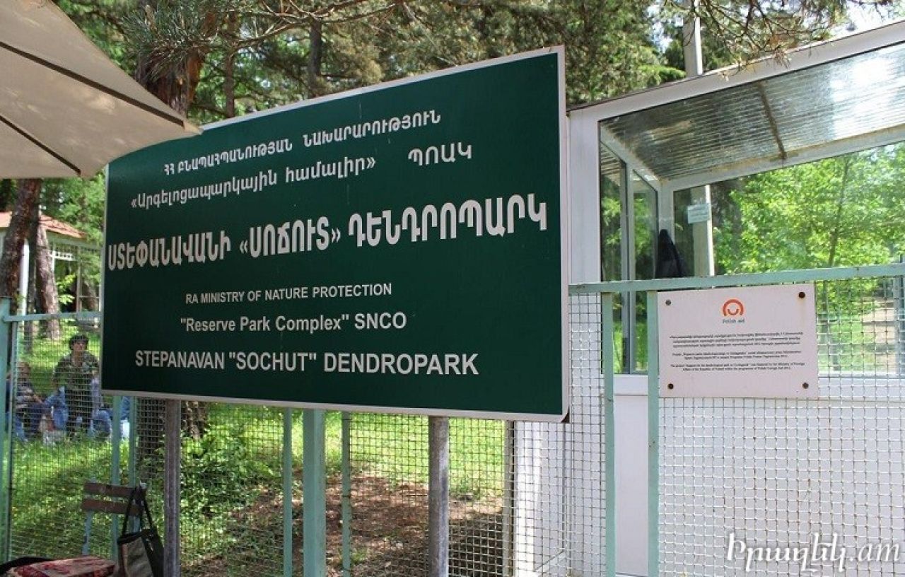Ստեփանավանի «Սոճուտ» դենդրոպարկում սոճիների փոշոտման շրջանն է