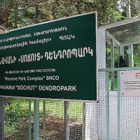 Ստեփանավանի «Սոճուտ» դենդրոպարկում սոճիների փոշոտման շրջանն է