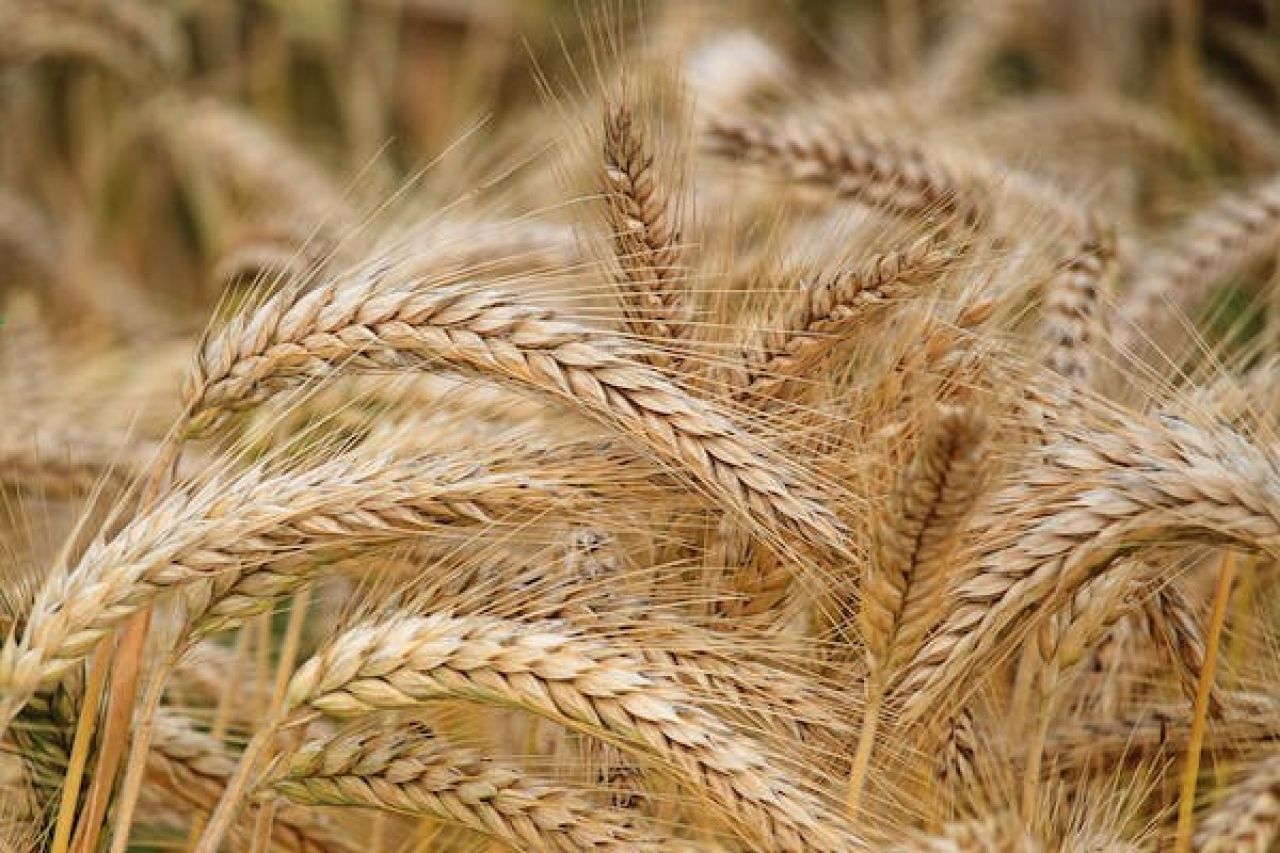 «Հացահատիկի գործարքի» կասեցման ֆոնին թուրքական արժույթը պատմական նվազագույնի է հասել