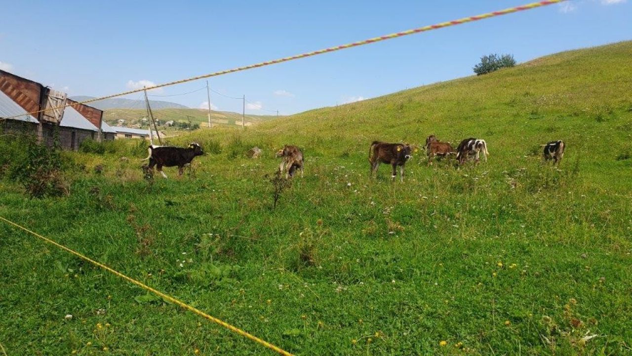 Տեխնոլոգիական աջակցություն ֆերմերներին. «Էլեկտրական հովիվներ»՝ սահմանապահ Վահանում