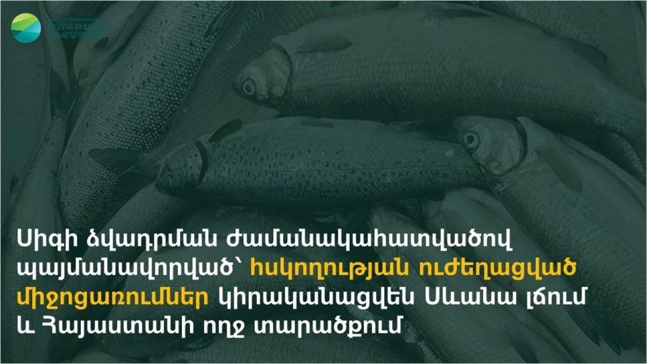 Սիգի ձվադրման ժամանակահատվածով պայմանավորված՝ հսկողության ուժեղացված միջոցառումներ կիրականացվեն