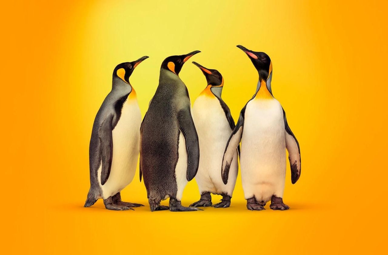 Ինչով է վտանգավոր վնասաբեր կոդը Linux-ի դիստրիբուտիվներում. պարզաբանում են «Կասպերսկի»-ի փորձագետները
