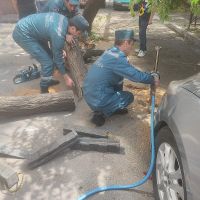 Փրկարարները վնասված ծառերը տեղափոխել են անվտանգ տարածք