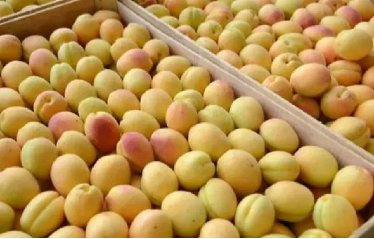 Հայաստանում մթերվել է շուրջ 6000 տոննա պտուղ-բանջարեղեն