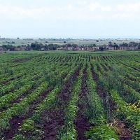 Փոփոխություններ՝ Գյուղատնտեսության ոլորտում ապահովագրական համակարգի ներդրման փորձնական ծրագրում