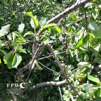 Մարդ և արջ՝ հարևաններ Վայոց ձորում. FPWC-ի համապարփակ մոտեցումը