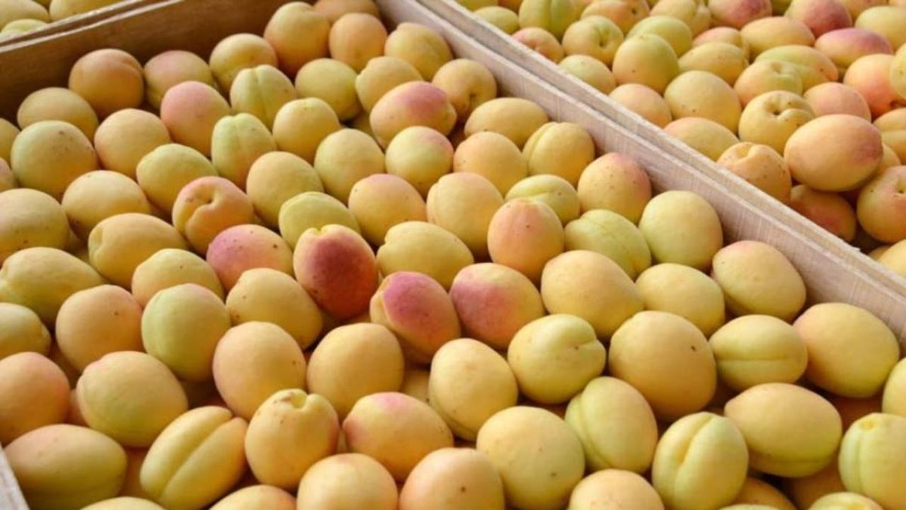 Ներկրել նարինջ, արտահանել ծիրան․ տնտեսության դիվերսիֆիկացիա նաև բարտերի միջոցով