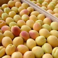 Ներկրել նարինջ, արտահանել ծիրան․ տնտեսության դիվերսիֆիկացիա նաև բարտերի միջոցով
