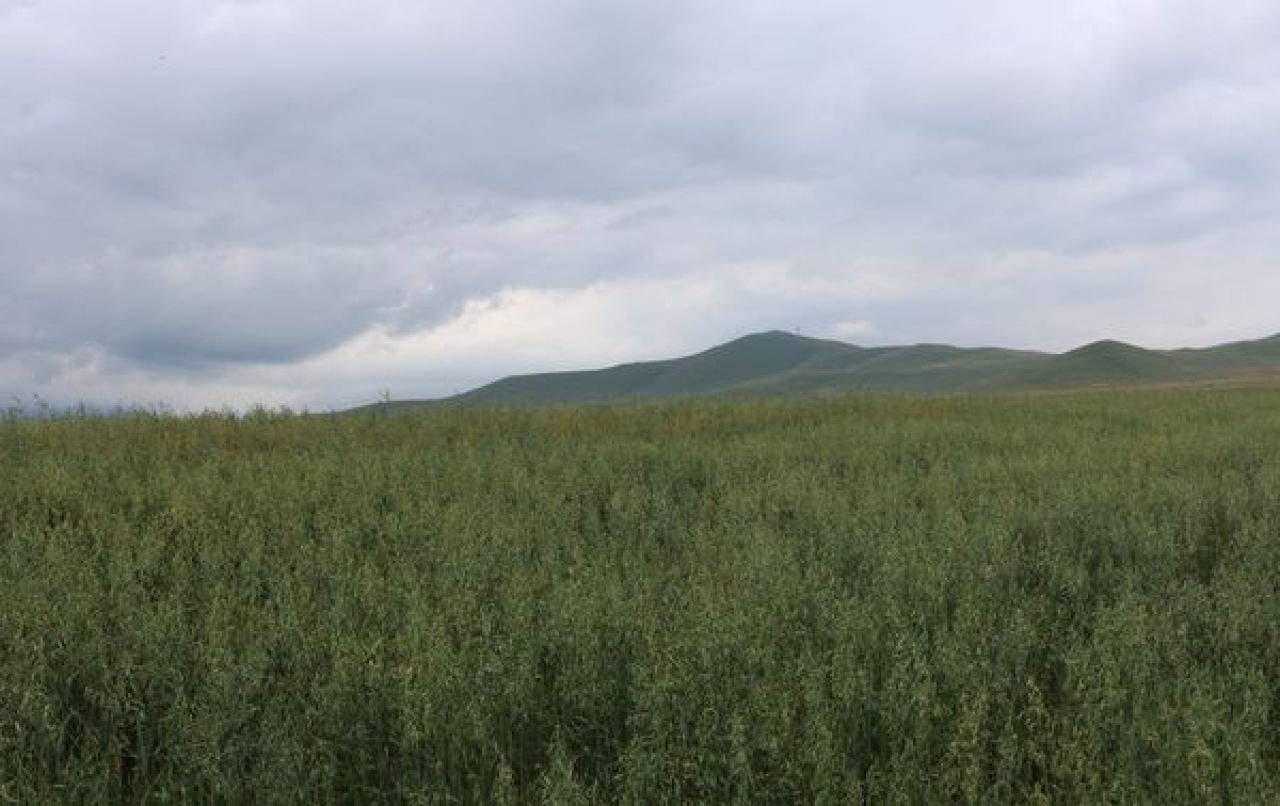 «Բուսաբուծության աջակցության ծրագրի» շնորհիվ Լոռու մարզում գարնանացանի ցանքատարածություններն ավելացել են 1500 հեկտարով