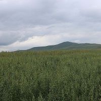 «Բուսաբուծության աջակցության ծրագրի» շնորհիվ Լոռու մարզում գարնանացանի ցանքատարածություններն ավելացել են 1500 հեկտարով