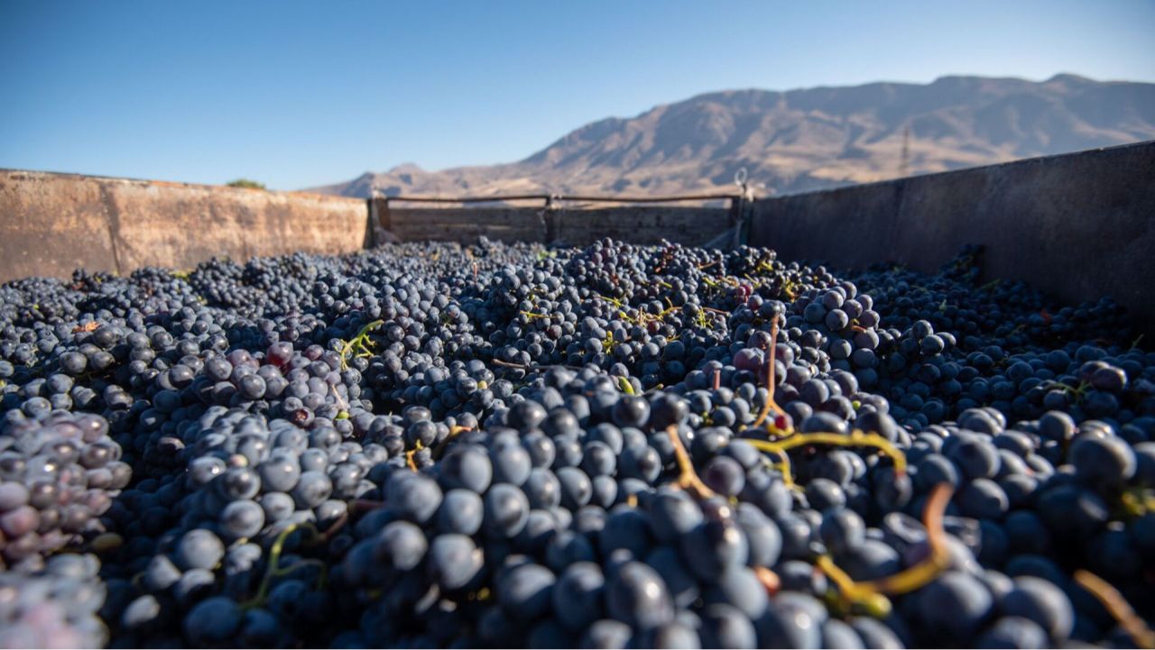 Բյուջետային երաշխիքներ ու հնարավորություն կտրվի ներգրավելու լրացուցիչ վարկային միջոցներ խաղողի և պտուղբանջարեղենի մթերումների նպատակով