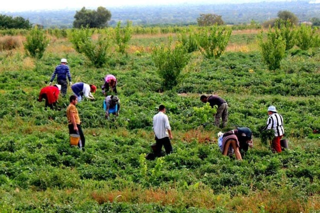 Գյուղատնտեսության ոլորտում այս տարվա առաջին կիսամյակում 4 տոկոս աճ է գրանցվել