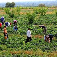 Գյուղատնտեսության ոլորտում այս տարվա առաջին կիսամյակում 4 տոկոս աճ է գրանցվել