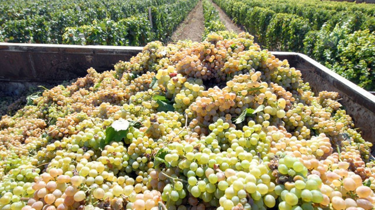 Կառավարությունը կերաշխավորի գյուղացու խաղողը գնող ընկերությունների վարկերը