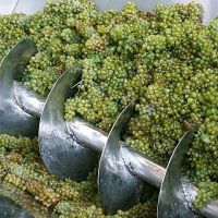 Տավուշում ավարտվել է խաղողի մթերումը
