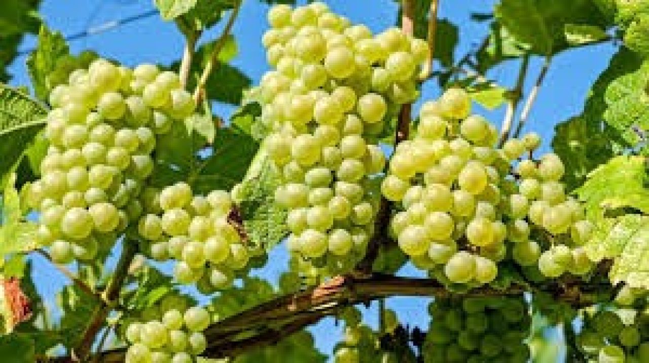 Էկոնոմիկայի նախարար. Այս տարի խաղողի մթերման խնդիր չենք ունեցել