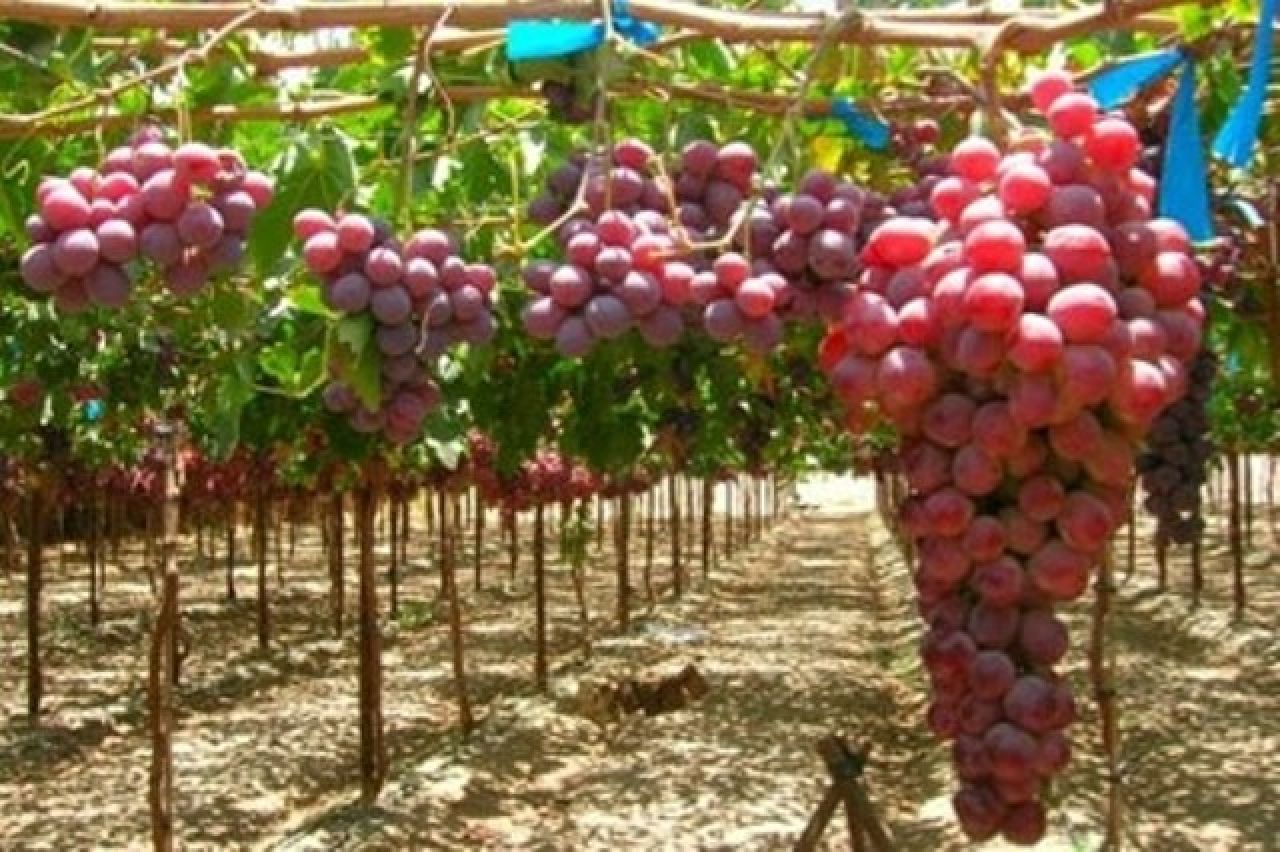2024–ին ՀՀ–ում որքա՞ն խաղող է արտադրվել և արտահանվել. նախարարությունը թվեր է ներկայացրել