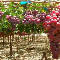 2024–ին ՀՀ–ում որքա՞ն խաղող է արտադրվել և արտահանվել. նախարարությունը թվեր է ներկայացրել