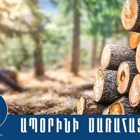 Տավուշում 18 կանգուն ծառ հատելու փաստով Քրեական վարույթ է նախաձեռնվել