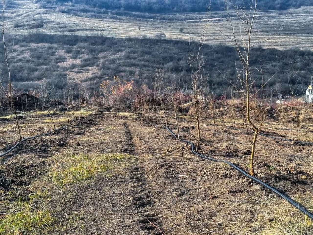 Բերքաբեր և Խաշթառակ բնակավայրերում կատարվում են այգեհիմնման աշխատանքներ