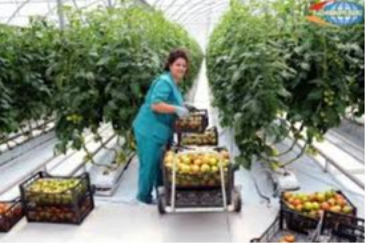 2023-ին արտահանվել է 40 մլն հատ ծաղիկ, 2024-ին՝ 55 մլն հատ. Գևորգ Պապոյան
