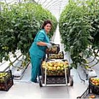 2023-ին արտահանվել է 40 մլն հատ ծաղիկ, 2024-ին՝ 55 մլն հատ. Գևորգ Պապոյան