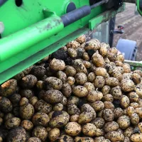 Մինչև հունիսի 30–ը հնարավոր կլինի 0% մաքսատուրքով կարտոֆիլի սերմացու ներմուծել Հայաստան