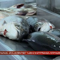 Հայկական ձկնամթերքը՝ նաև եվրոպական շուկայում