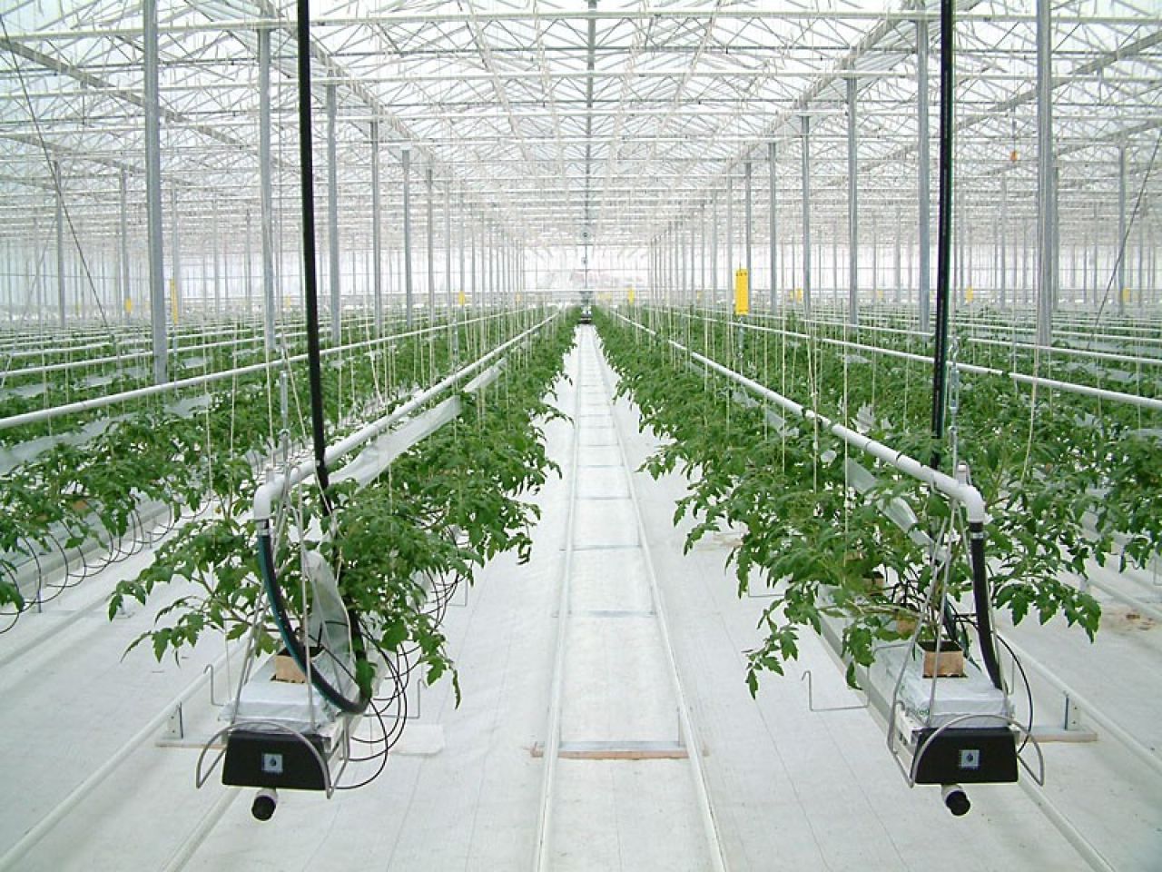Խրախուսվում են հերթական ներդրումային ծրագրերը․ Գեղամավան գյուղում կկառուցվի գերժամանակակից ջերմոցային համալիր