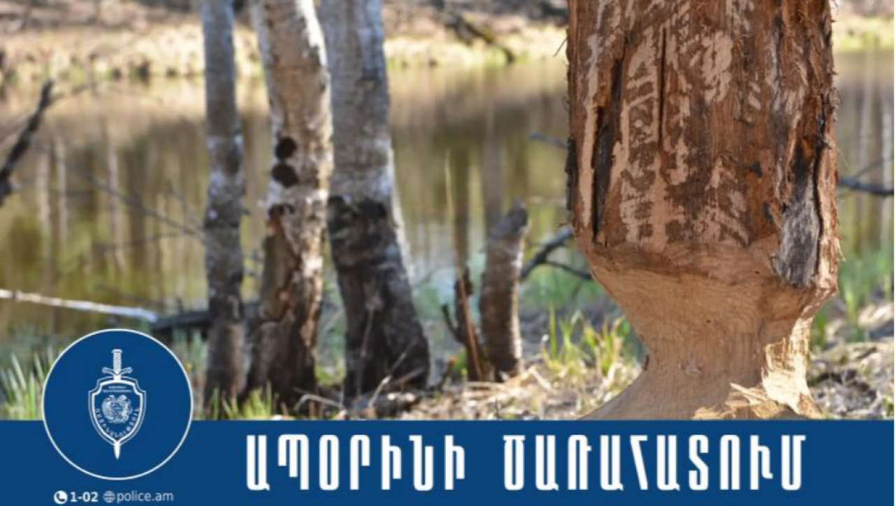 Իջևանի համայնքային ոստիկանները հայտնաբերել են գերաններով բեռնված մեքենան