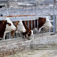 Գեղարքունիքի մարզում ավելացել է ոչխարի, նվազել՝ տավարի և խոզերի գլխաքանակը