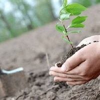 Երևանը պատրաստվում է քաղաքային ծառատունկին