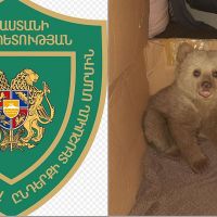 Ցանցում խճճված արջի քոթոթը տեղափոխվել է կենդանիների կացարան․ ԲԸՏՄ
