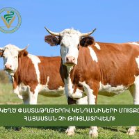 Անհայտ ծագման կենդանիների ցանկացած խմբաքանակի մուտքը Հայաստան կասեցվելու է. ՍԱՏՄ