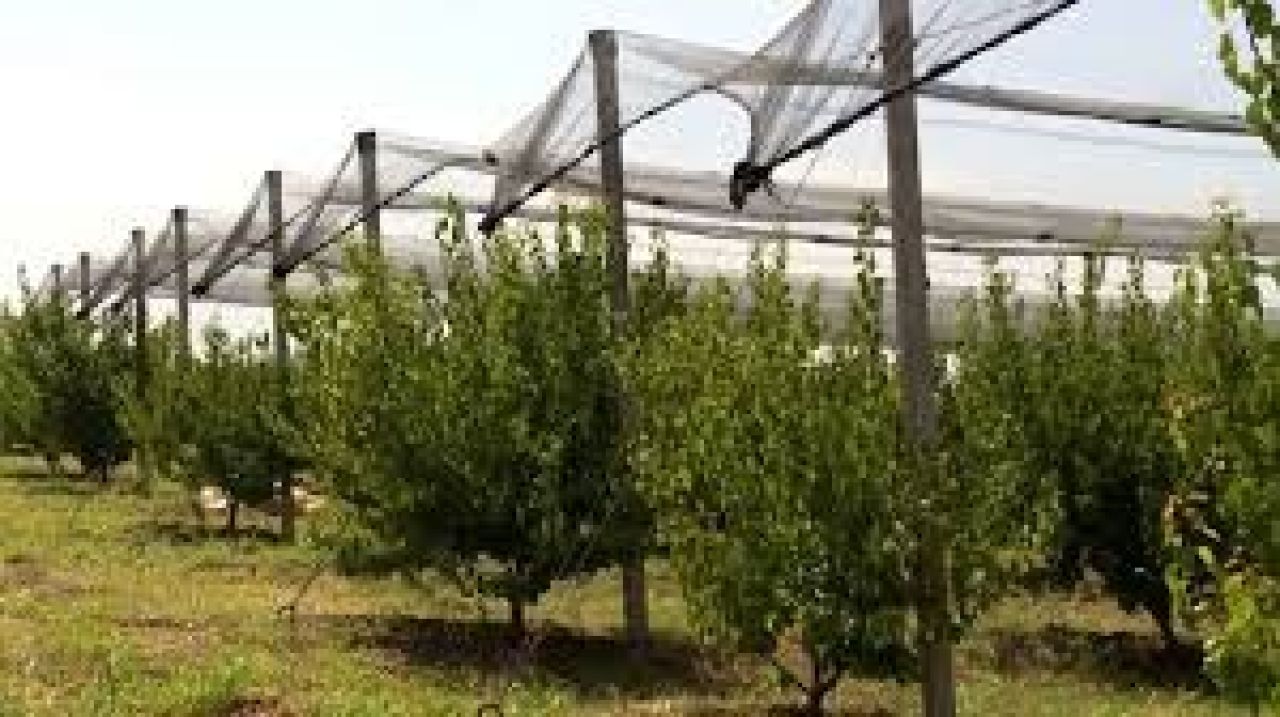 «ԱԲՐԻԿՈՍ»  ընկերությունը մաքսային արտոնություն ստացավ