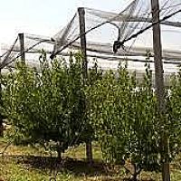 «ԱԲՐԻԿՈՍ»  ընկերությունը մաքսային արտոնություն ստացավ