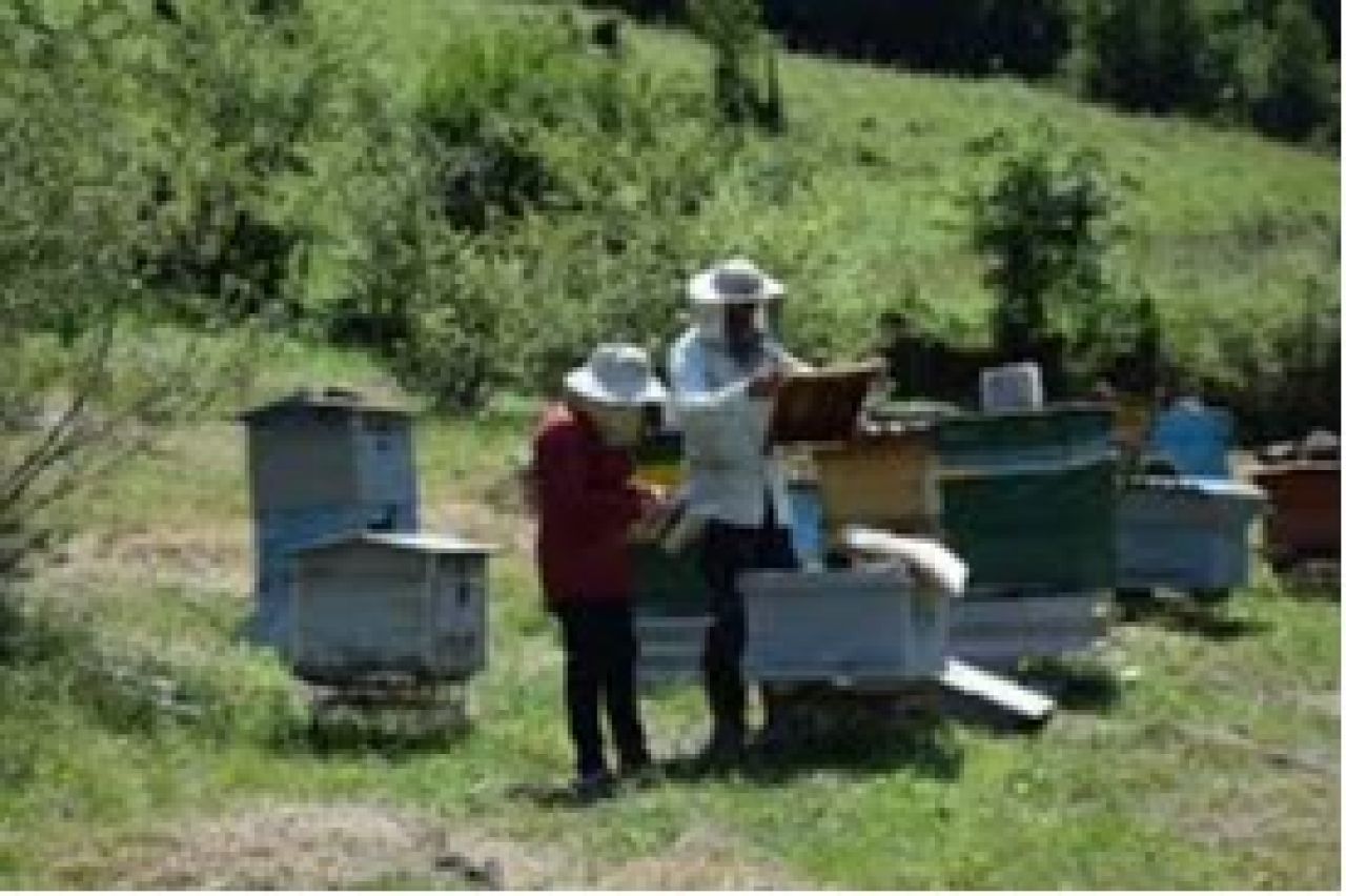 Նոր ծրագիր՝ մեղվաբուծության ոլորտում