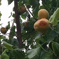 Ուժեղ կարկուտ Արմավիրի մարզում
