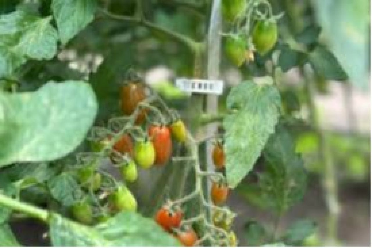 Ջերմատնային տնտեսության զարգացման ծրագիր Գորիսում՝ նորարար «Նեքսուս» մոդելով