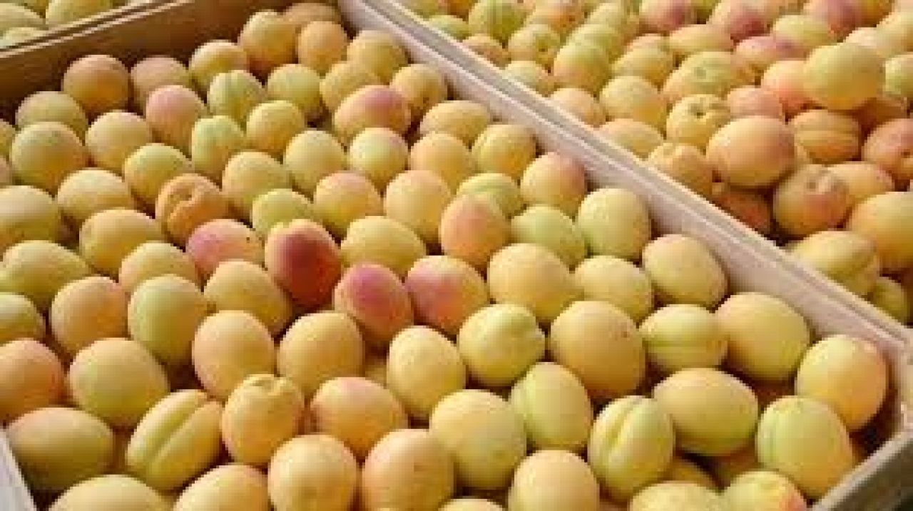 Հունիսի 1-7-ը Հայաստանից արտահանվել և ՌԴ է մտել ծիրանով բեռնված 1507 բեռնատար