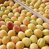 Հունիսի 1-7-ը Հայաստանից արտահանվել և ՌԴ է մտել ծիրանով բեռնված 1507 բեռնատար