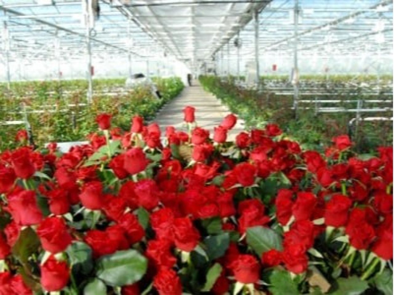 Կոտայքի Ակունք գյուղում վարդերի ջերմոց է կառուցվում