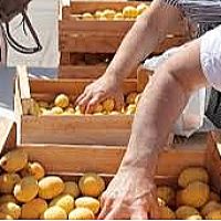 Հունիսի 1-ից հուլիսի 24-ը ՌԴ տարածք է մտել ծիրանով բեռնված 2240 բեռնատար
