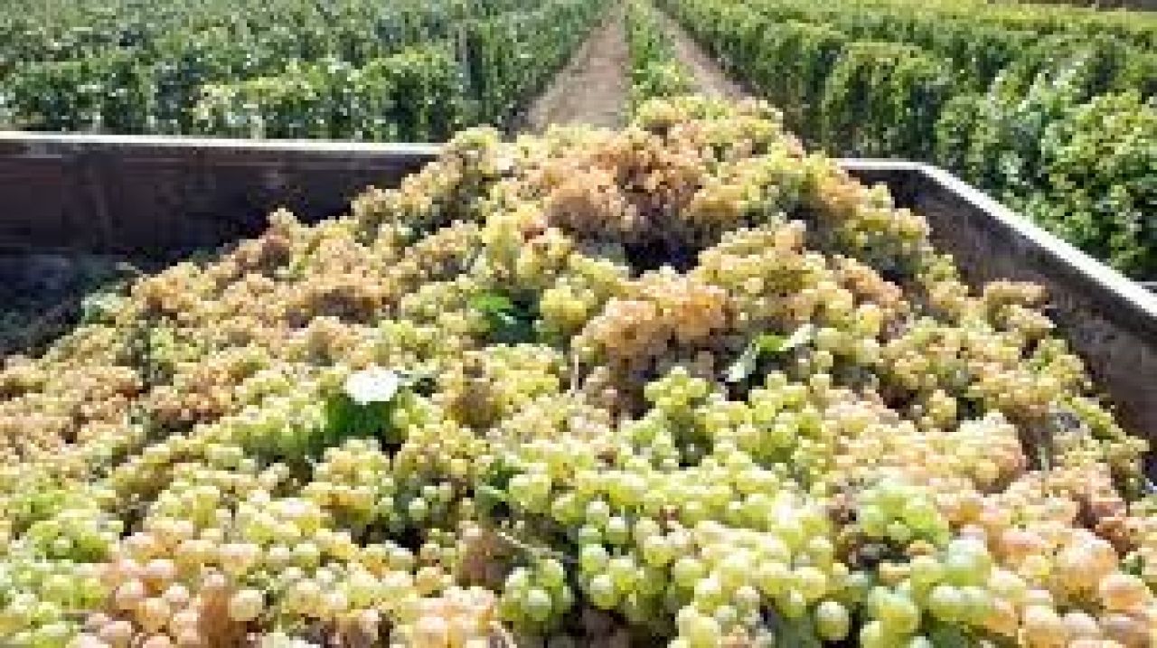 Խաղողի մթերման գինը գործարանները բարձրացրել են