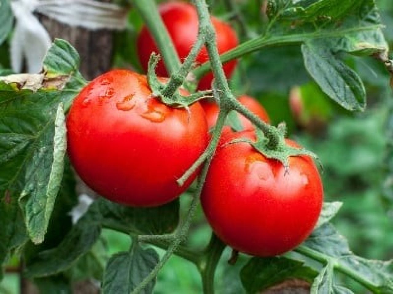 Կոտայքի Ակունք գյուղում լոլիկի և վարունգի նոր ջերմատուն կկառուցվի