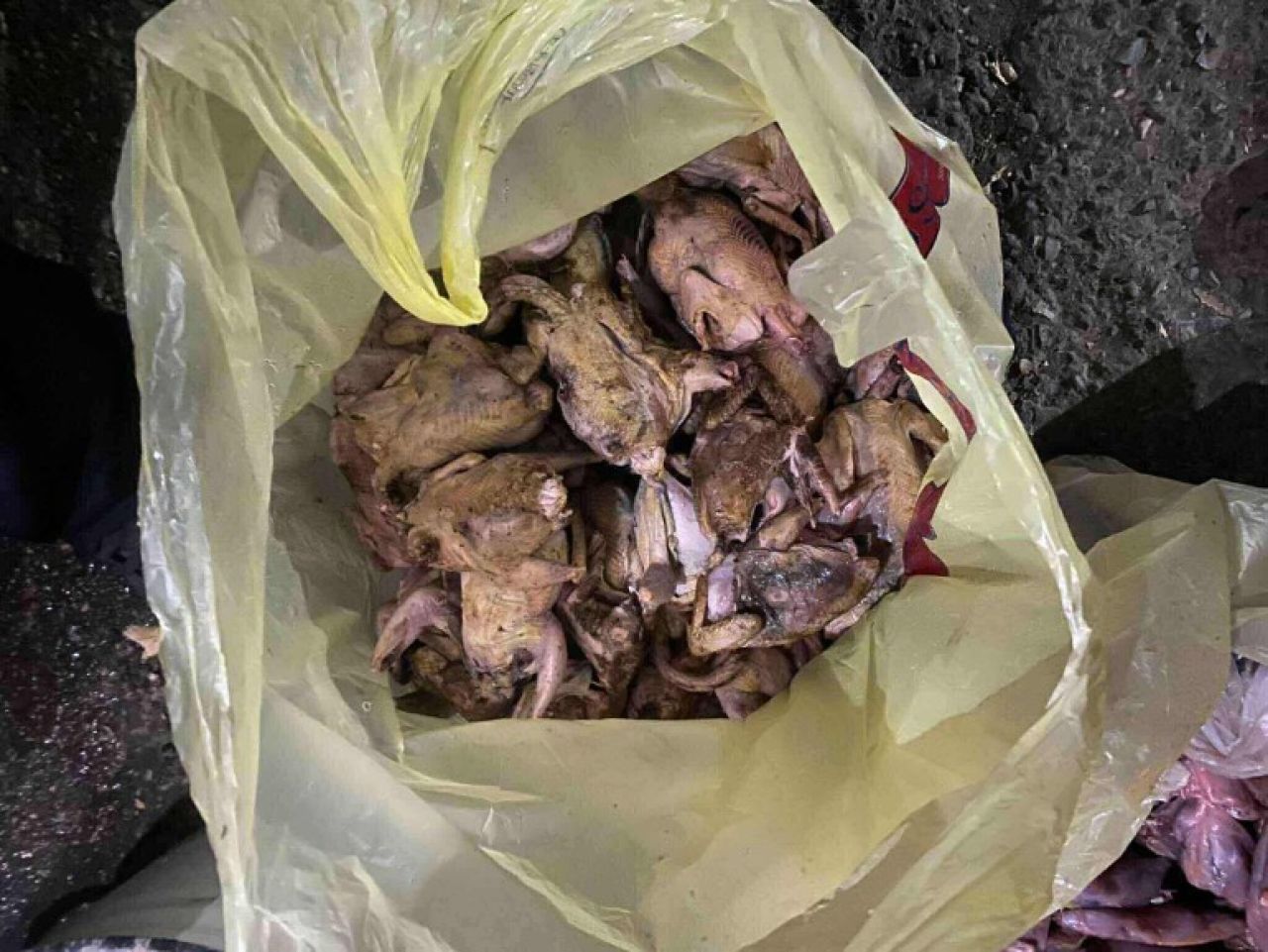 Երևանի բնակիչները Վայոց ձորում ապօրինի nրսացել են 74 մոխրագույն կաքավ և 4 գորշ նապաստակ. ԲԸՏՄ
