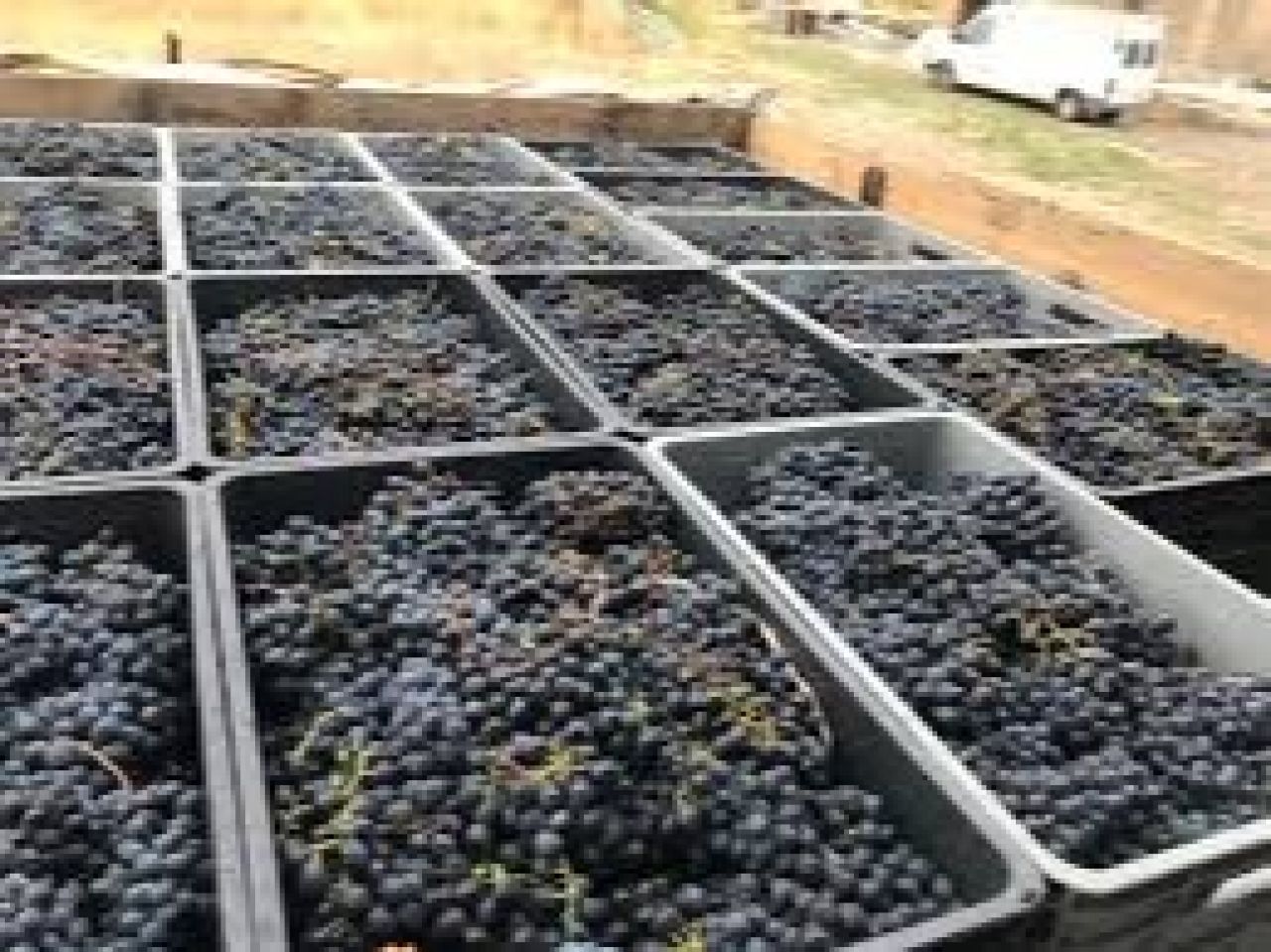 Աջակցություն Վայոց ձորի խաղողագործների արտադրած «Արենի» և «Ոսկեհատ» սորտերի իրացման հարցում