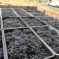 Աջակցություն Վայոց ձորի խաղողագործների արտադրած «Արենի» և «Ոսկեհատ» սորտերի իրացման հարցում
