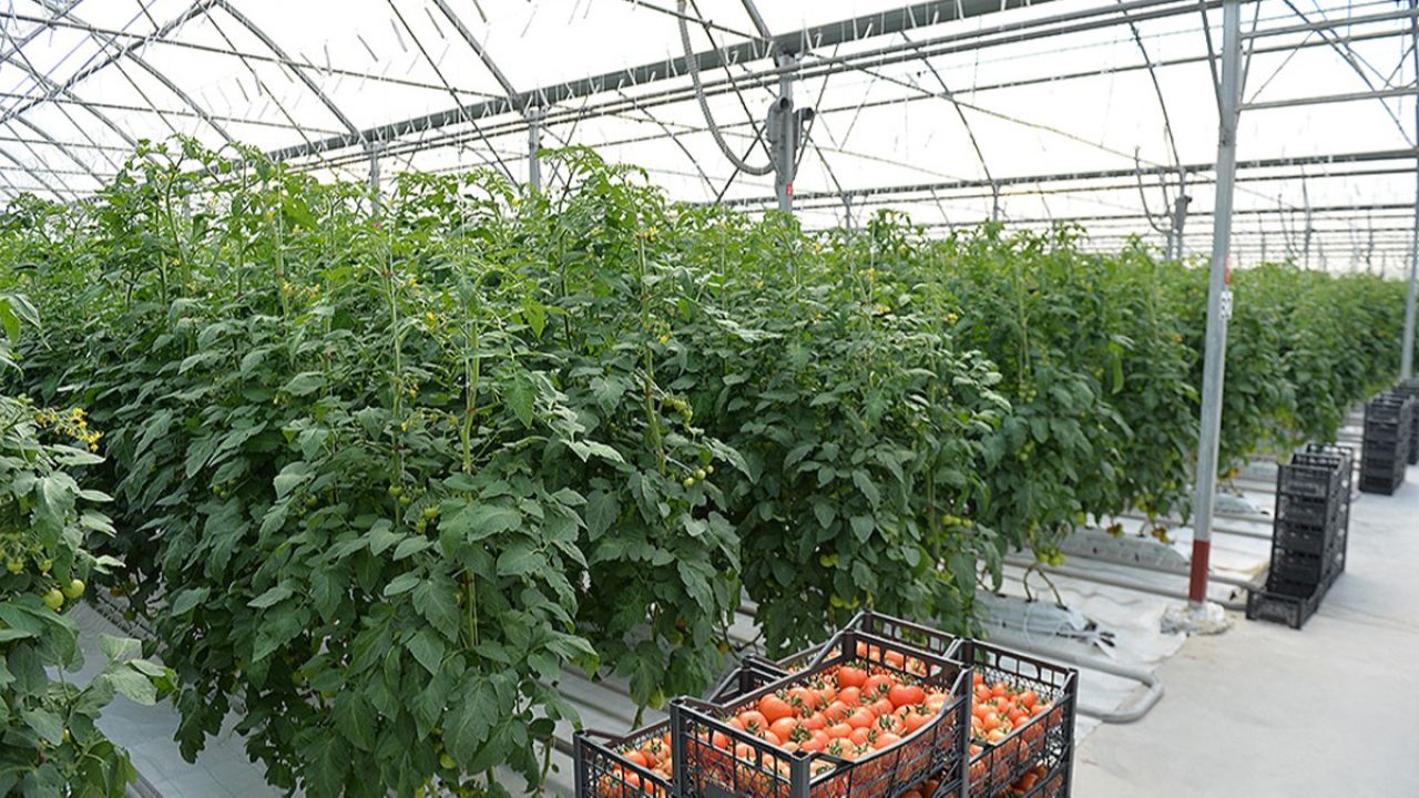 Գյուղատնտեսության ոլորտում պետական աջակցությունից օգտվող տնտեսվարողների համար կբարելավվի հարկային միջավայրը