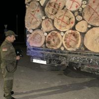 2025-ին ապօրինի հատվել է 11852 ծառ. ԲԸՏՄ